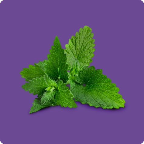 https://goli.com/cdn/shop/files/lemon_balm_mobile.jpg?v=1655788470